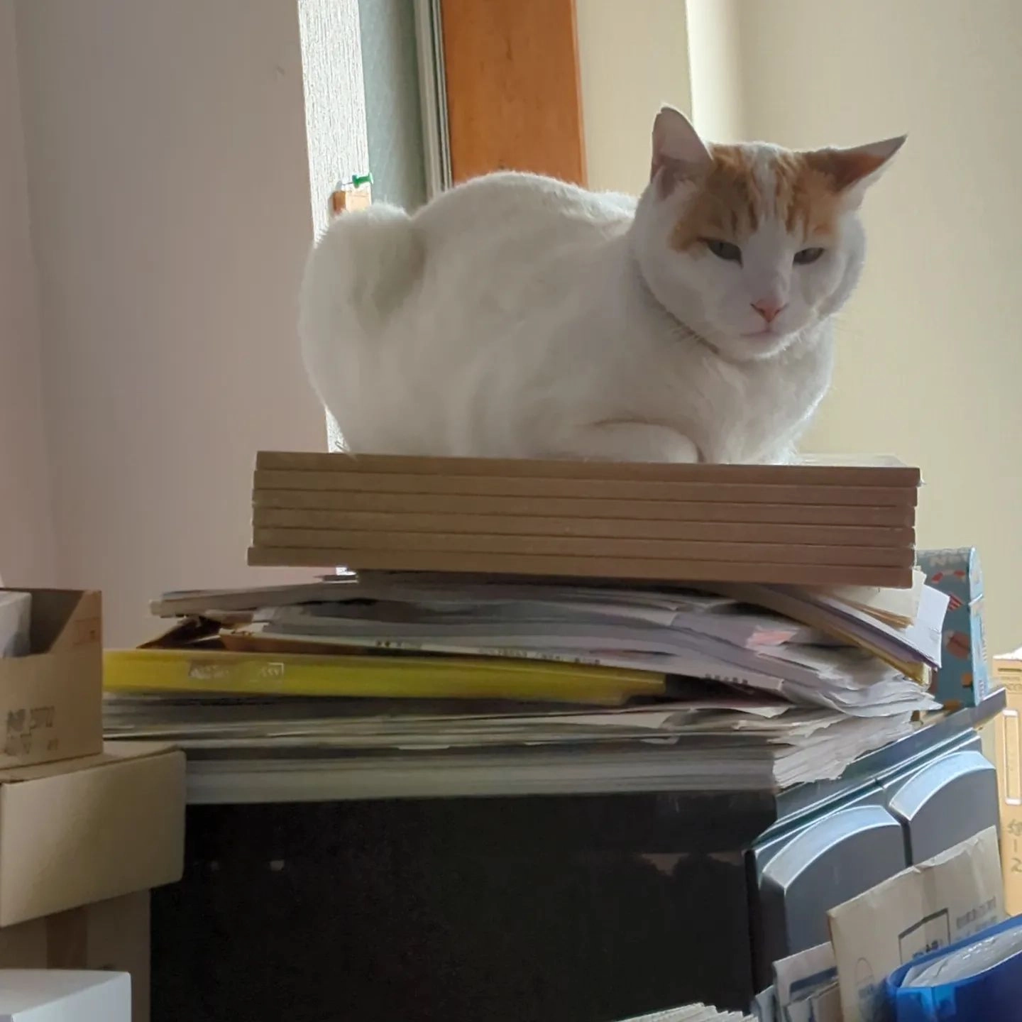 事務所の不安定な場所を好む猫さん。