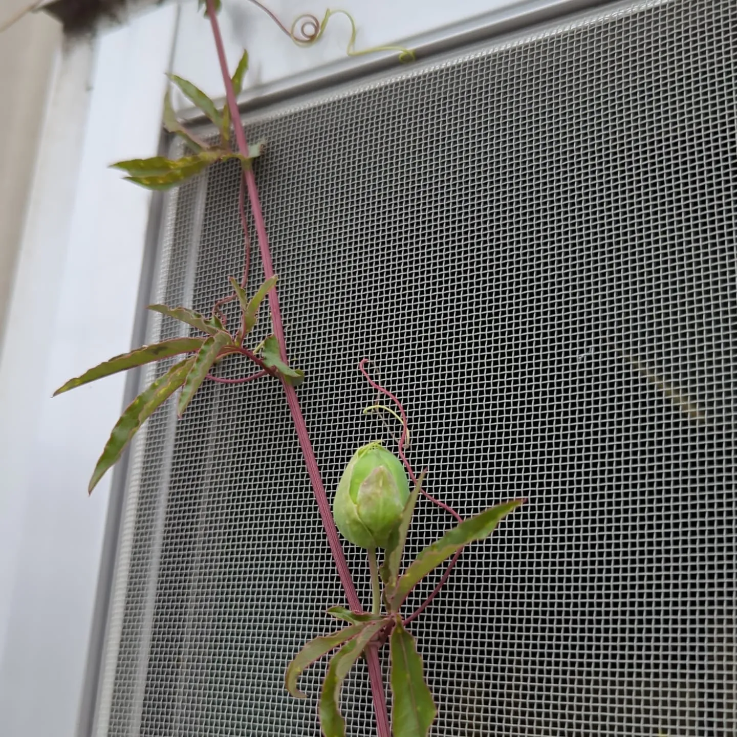 今日は星柄の生産。