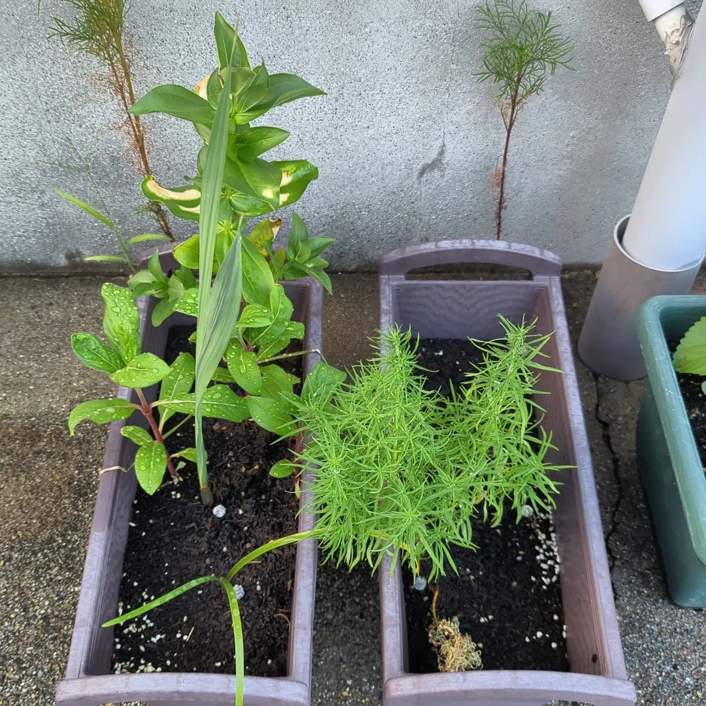 今日も星柄の生産。