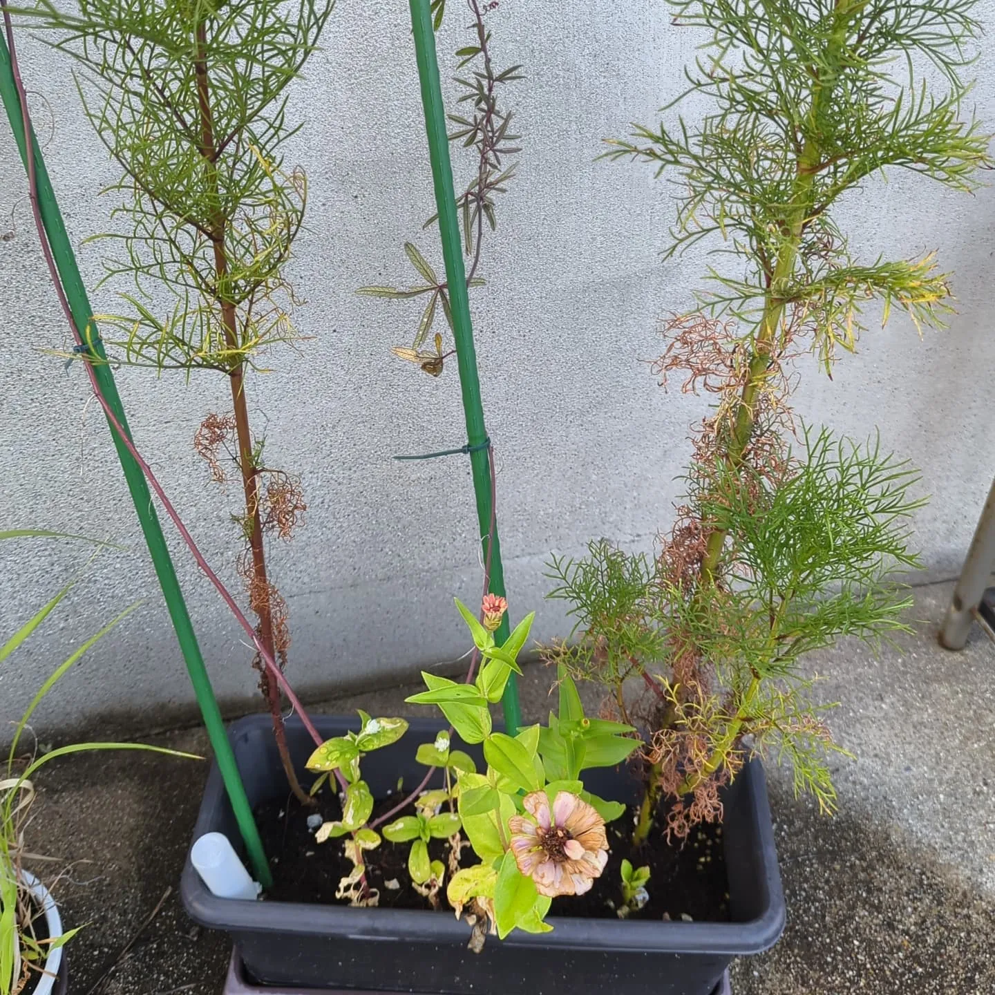 今日も星柄の生産。