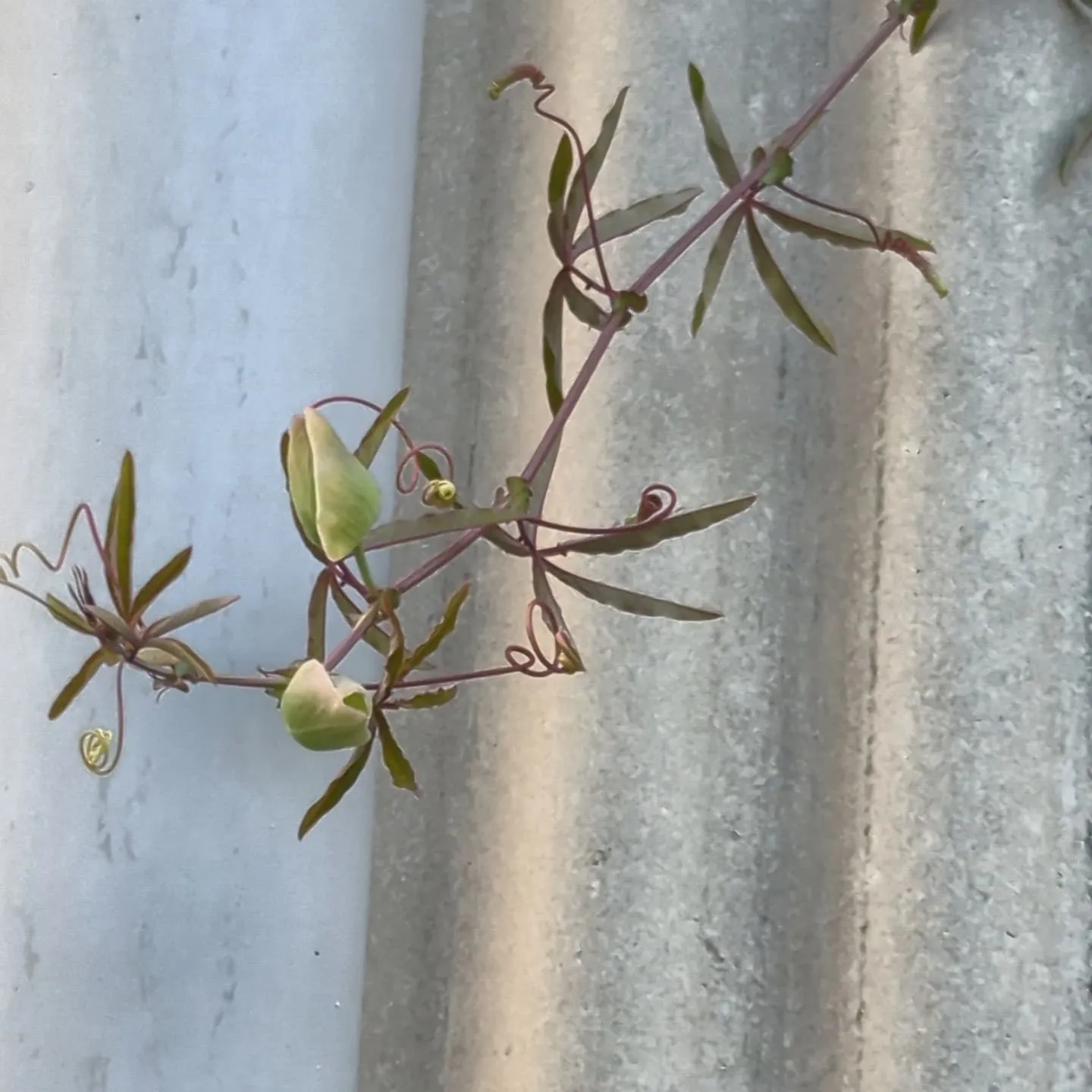 今日も星柄の生産。