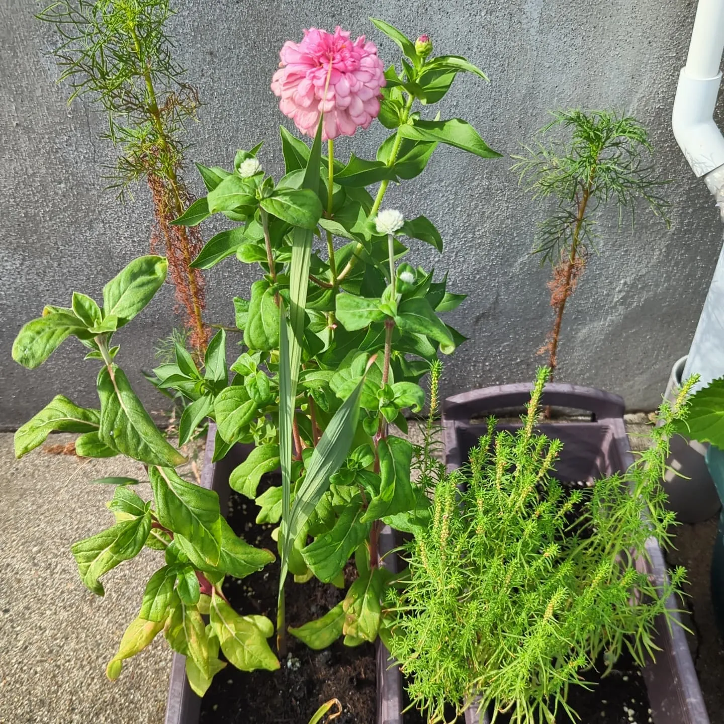 今日は星柄の生産。