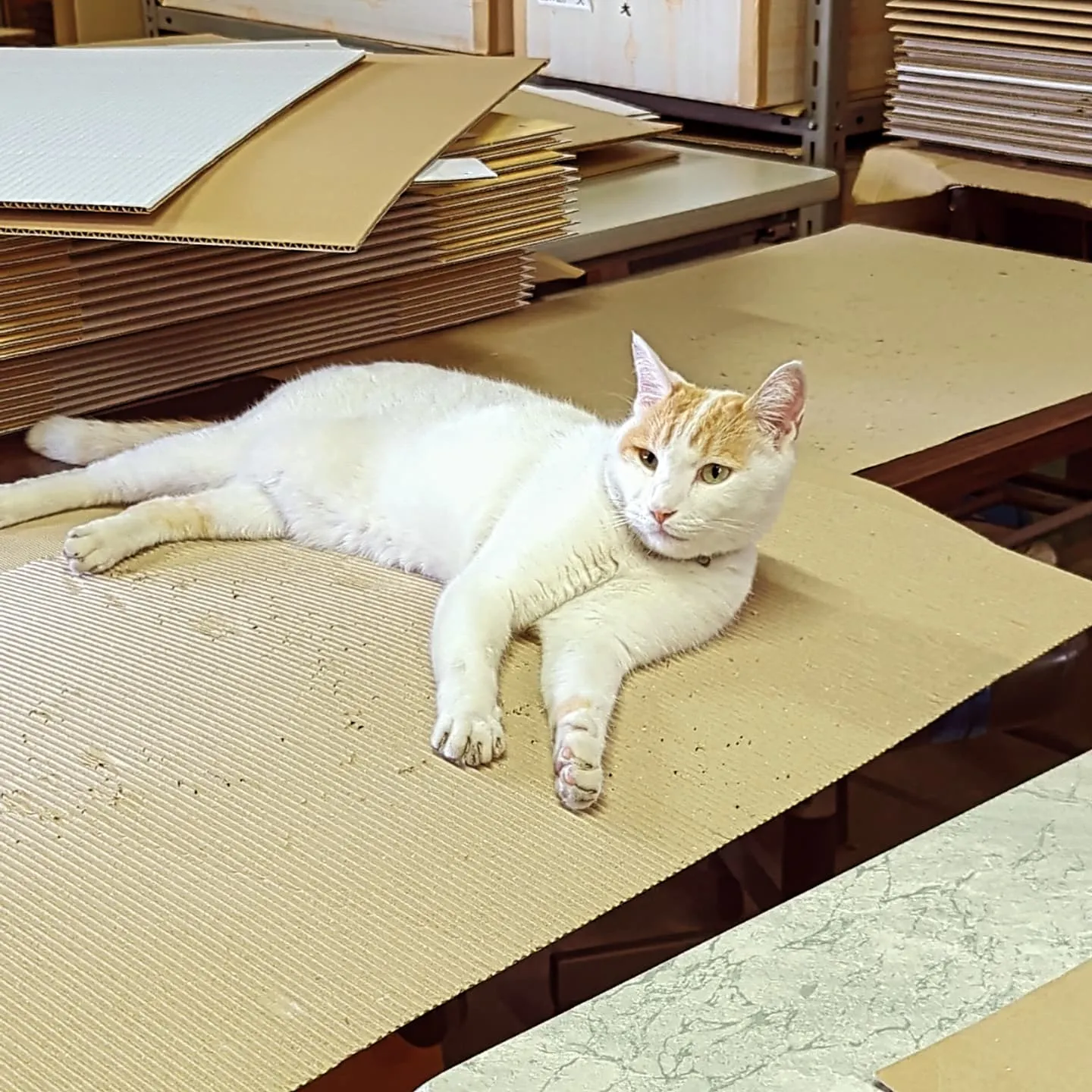 今日は星柄の小サイズの生産。