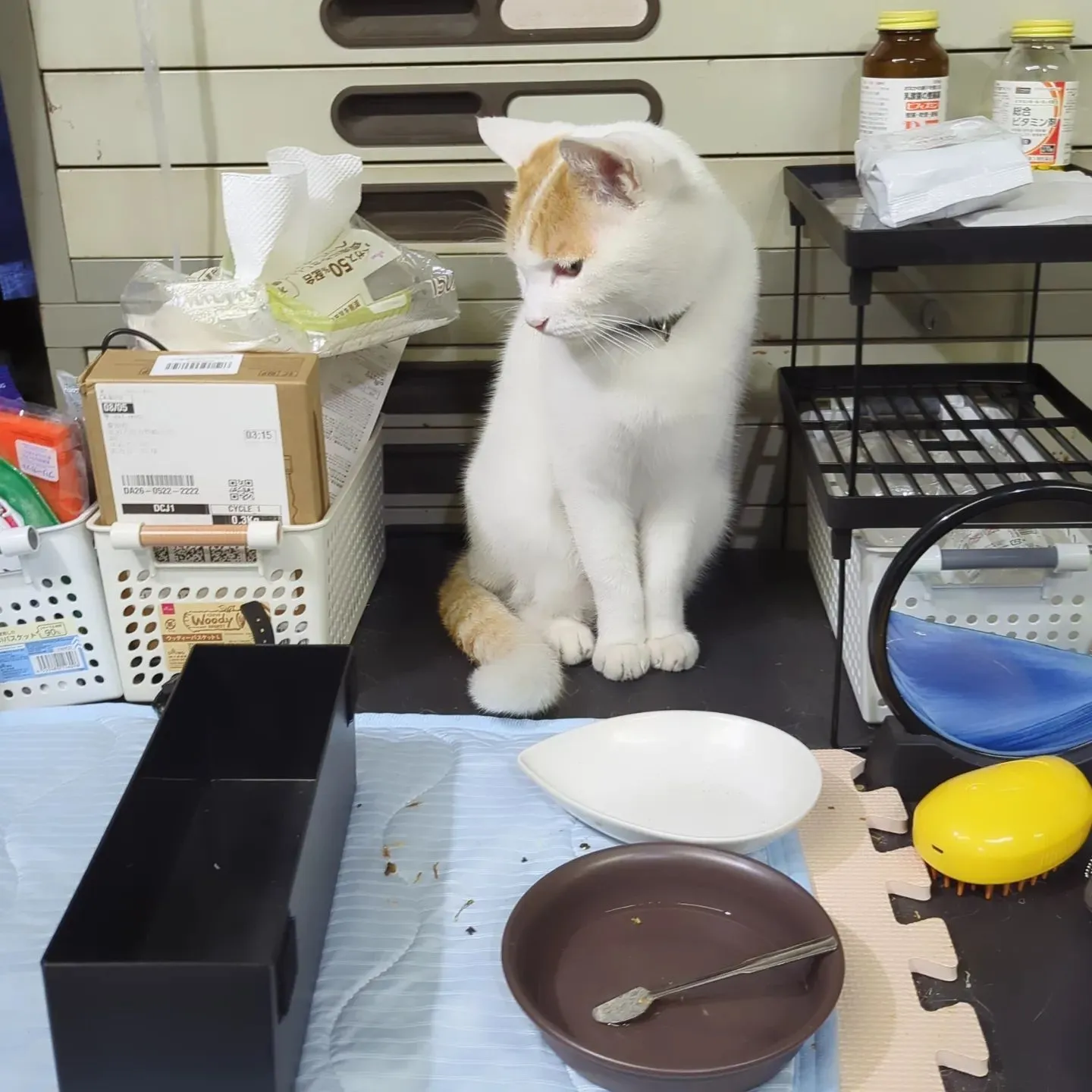 今日は星柄大サイズの生産。