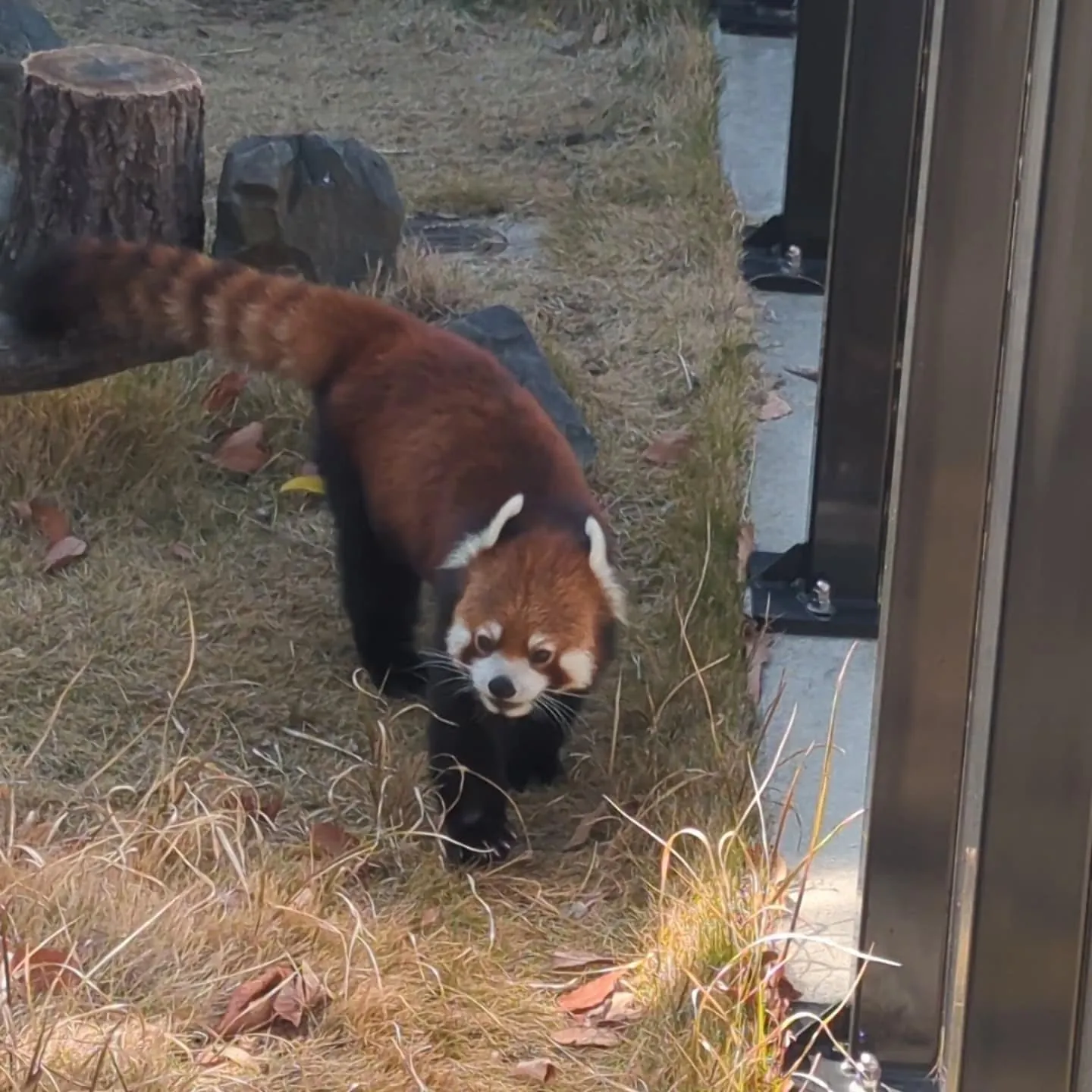 週末、名古屋市の東山動植物園に大人の遠足に行って来ました。