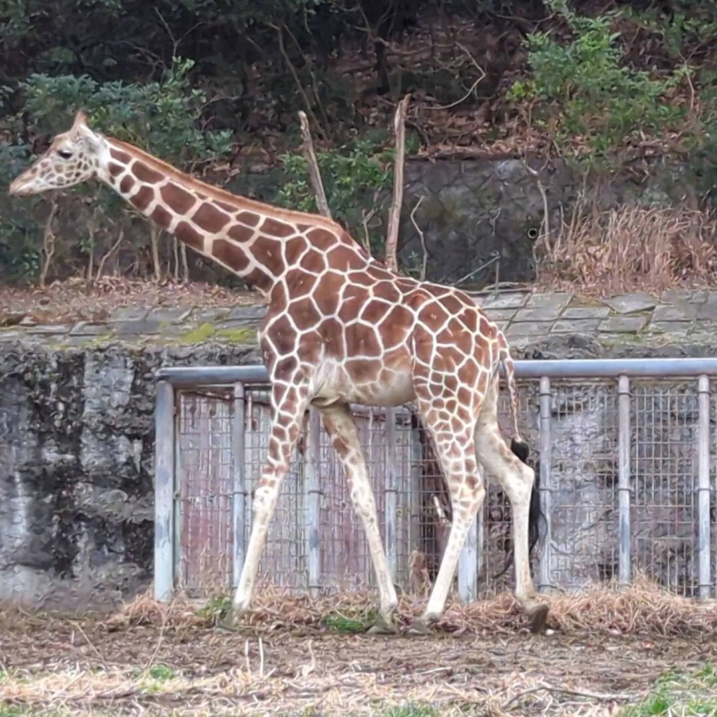 週末、名古屋市の東山動植物園に大人の遠足に行って来ました。