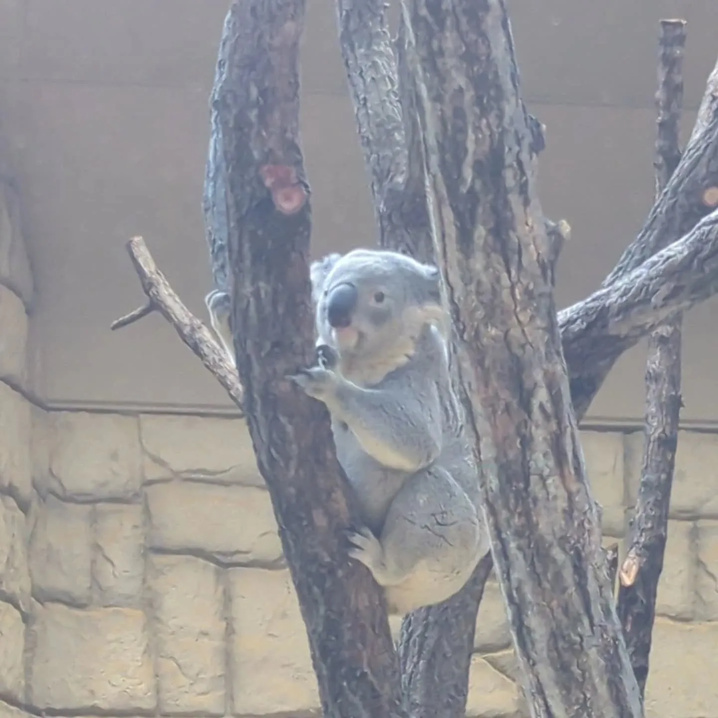 週末、名古屋市の東山動植物園に大人の遠足に行って来ました。