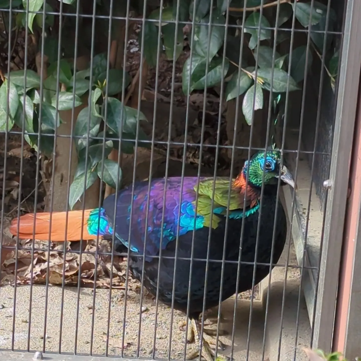 週末、名古屋市の東山動植物園に大人の遠足に行って来ました。