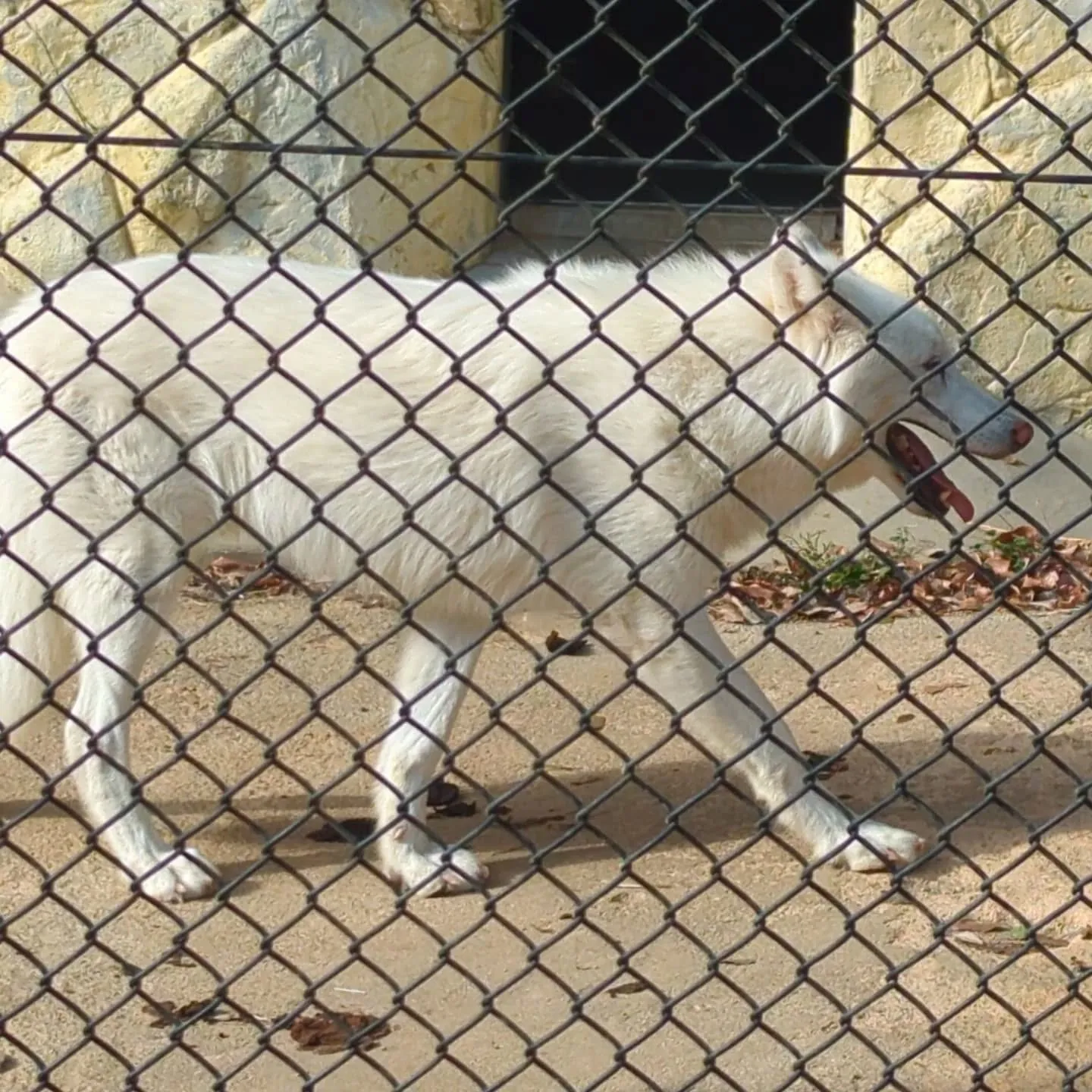 週末、名古屋市の東山動植物園に大人の遠足に行って来ました。