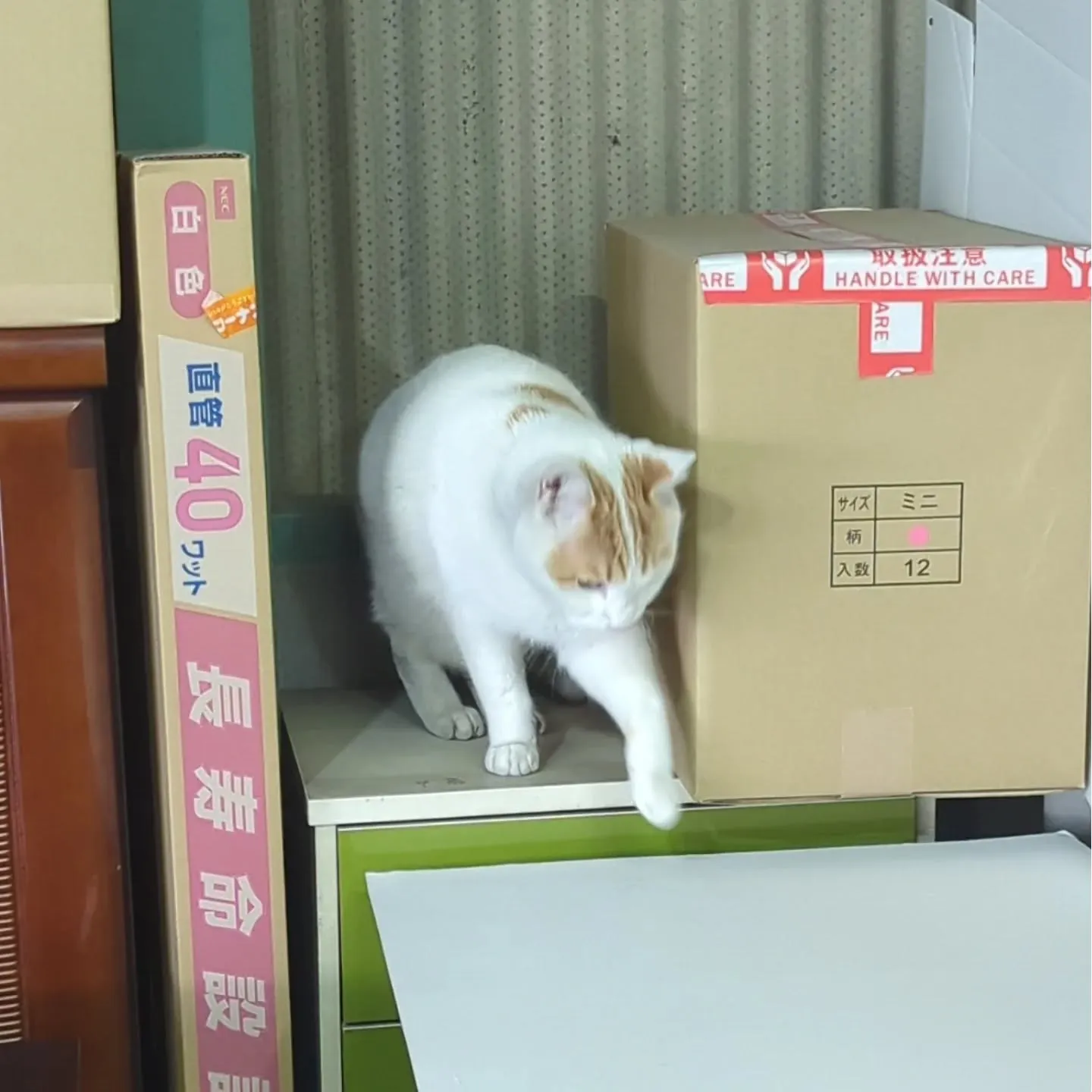 近所を縄張りにしている、よその猫が工場に侵入。