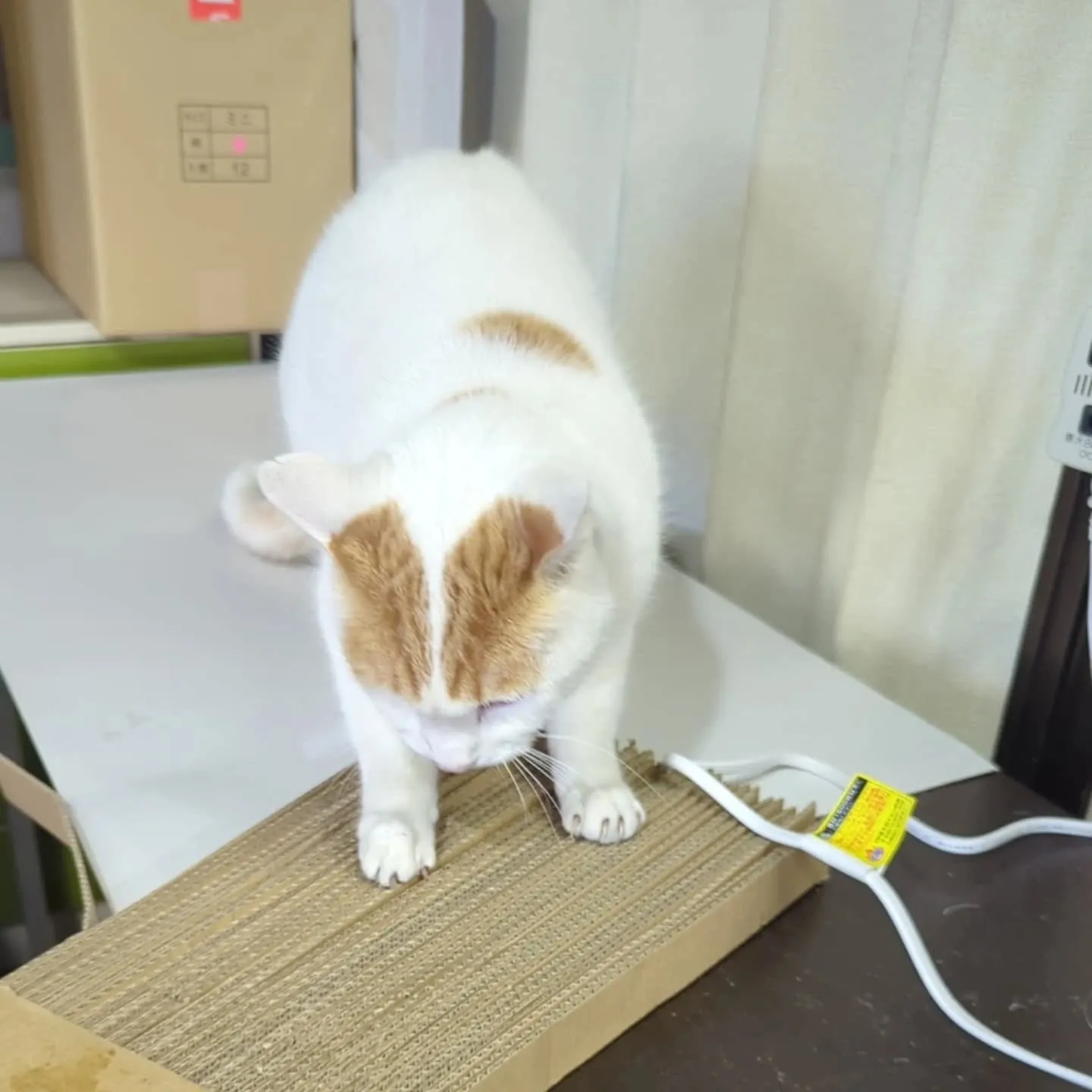 猫デザインのこんなアイテムを購入。