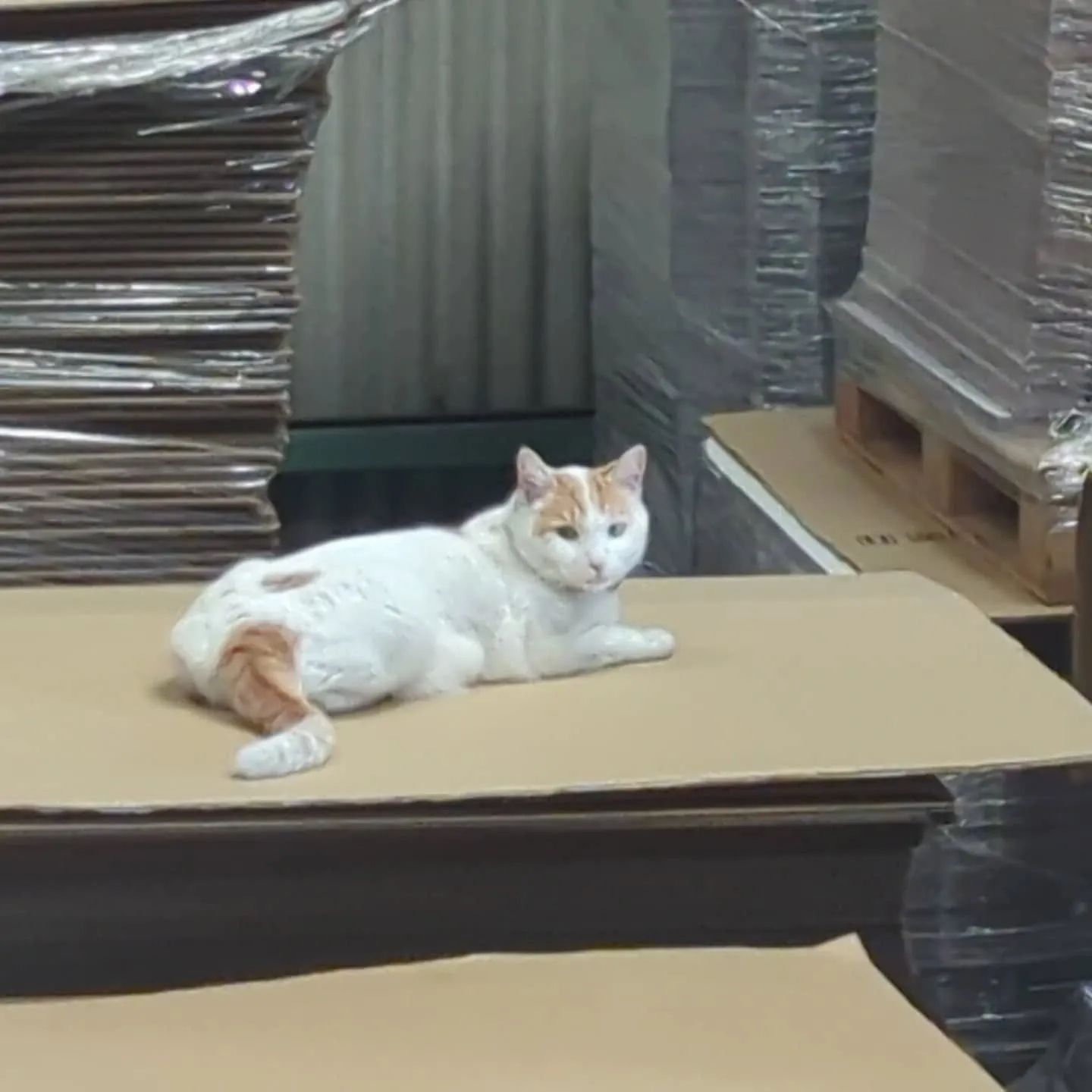 暖かい日が続き、猫さんが事務所を出て工場で落ち着く季節。