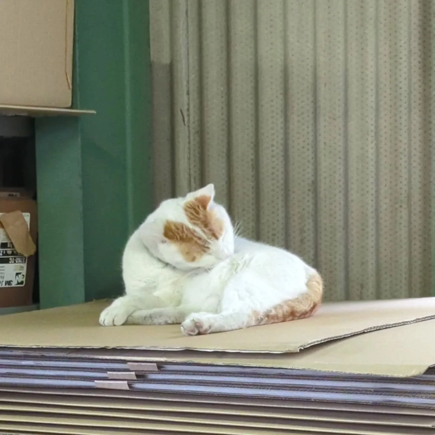 今週も大量スタート。