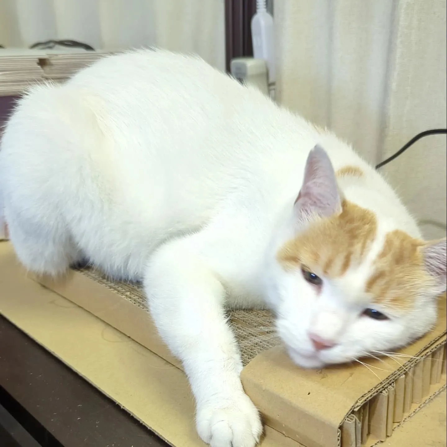 先日、地元のテレビ撮影に参加。