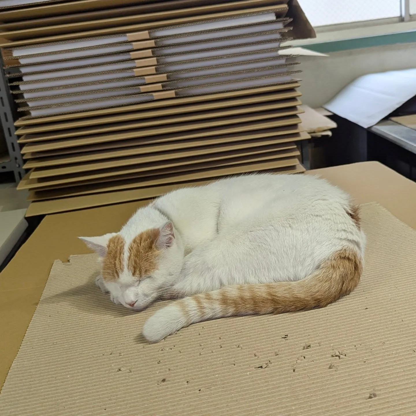 在庫を切らしている、スーパージャンボサイズの箱詰め。